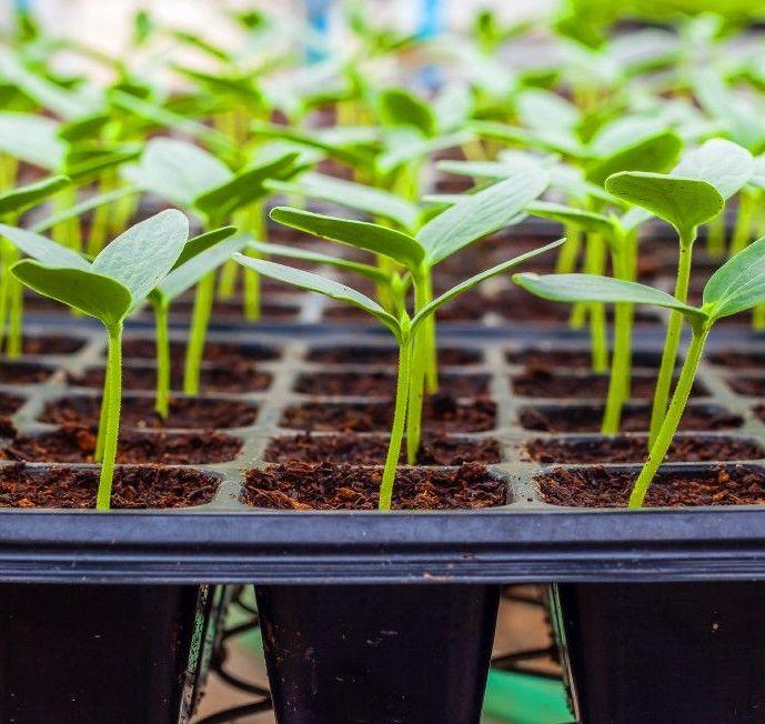 Plantines jóvenes creciendo en alvéolos de una bandeja de cultivo